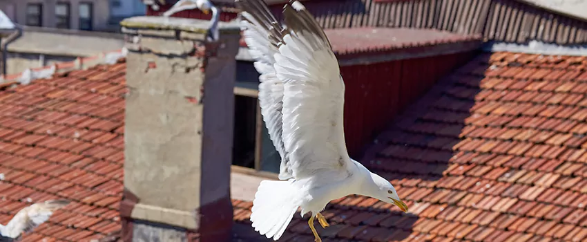 Residential Chimney Animal Removal Solution in Danville, KY