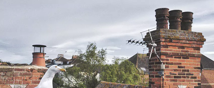 Chimney Cleaning And Restoration in Danville, Kentucky